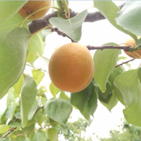 2018年陕西大荔金太阳杏价格