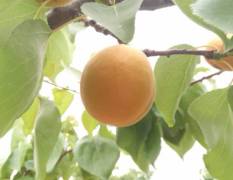 陕西大荔的杏，常年种植杏水果