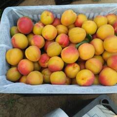 大荔范家镇陆地金太阳杏5月底大量上市