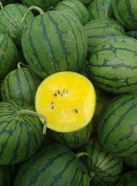 沭阳种瓜历史以有百年记载特小凤西瓜