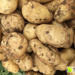 湖北襄州新鲜早大白土豆，产地直销