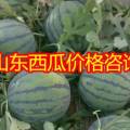 山东万亩大棚西瓜甜瓜产地，价格优惠