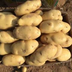 滕州市界河镇万亩荷兰土豆已经大量上市