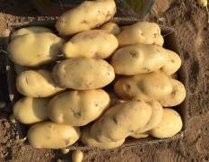 滕州市界河镇万亩荷兰土豆已经大量上市