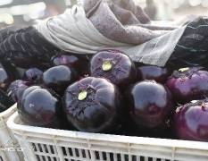 东昌府紫光园茄子每年四月初开始上市