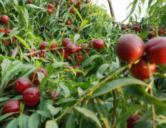山东冠县 是鲁西最大的油桃种植基地！