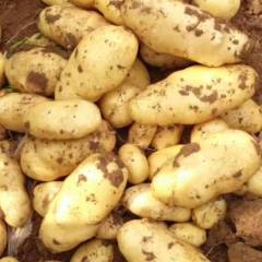 聊城市东昌府区大棚土豆