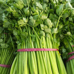 山东济阳美国西芹芹菜