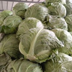 新绛甘蓝 还有菠菜、香菜、水萝卜