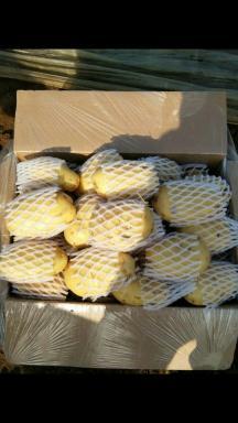 滕州土豆绿色无公害修运购销诚信合作