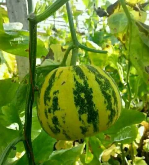2018年山东莘县花蕾价格