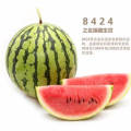 2018夏邑8424西瓜品种皮薄，汁多