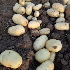 2018滕州春季大棚土豆上市了