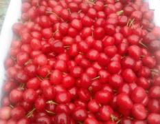 陕西省大荔县先锋樱桃个头较大，紫红色度