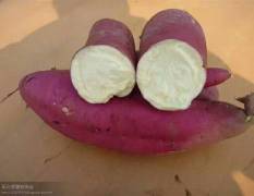 邢台秦薯5号红薯苗 优质鲜食蒸烤品种