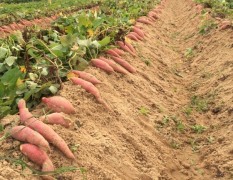 福建漳浦沙地种植的 北京红 大叶红红薯