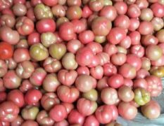 山东莘县马永星西红柿