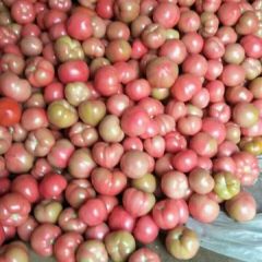 山东莘县马永星西红柿