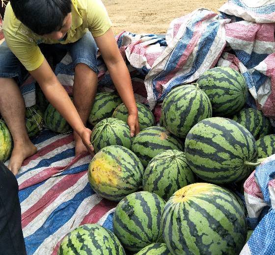 甜王系列价格