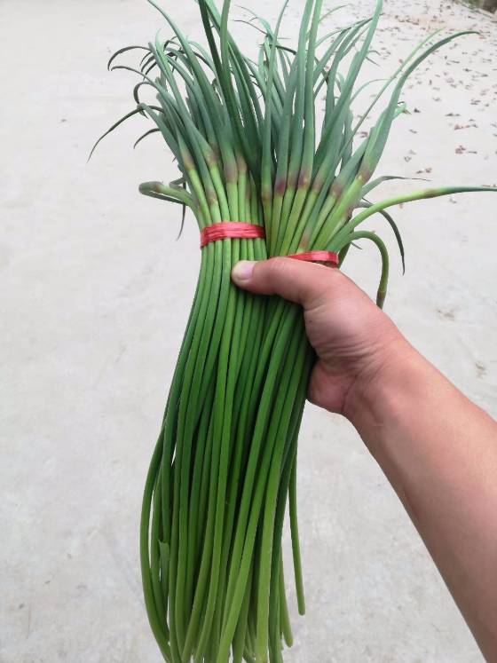 供应:大量供应金乡红帽蒜苔,支持加工各种包装