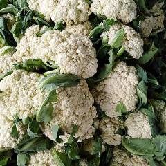 博爱白面青梗有机花好货上市高峰期来临