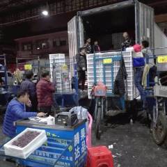 代销全国各地葡萄、提子