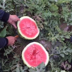 定边县白泥井镇及周边乡镇金花一号、金城五号