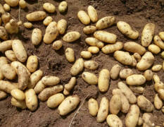 山东滕州荷兰十五土豆品质优良
