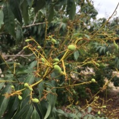 2018陆丰荔枝 主产妃子笑，桂味，黑叶