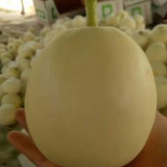 费县甜瓜大量上市，量大各种甜瓜大量上市