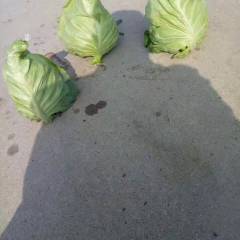 2018新野甘蓝机不可失失不再来！