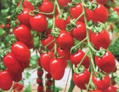 红色樱桃番茄种子抗病毒高产—红都禧