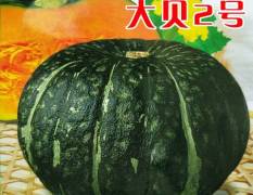 日本大贝贝南瓜种子—大贝2号热卖中