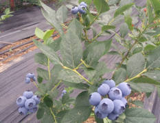 海阳大棚蓝莓不少，已经上市