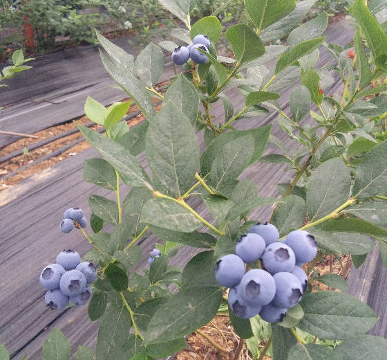 2018年山东海阳大棚蓝莓价格