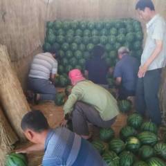 河北阜城京欣西瓜 本人有着多年代办经验