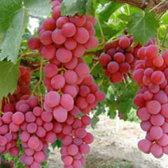 陕西蒲城本地拥有万亩美国红地球葡萄
