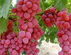 陕西蒲城本地拥有万亩美国红地球葡萄
