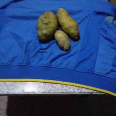 滕州春季大棚土豆马上要大量上市