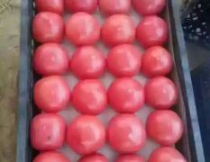 西红柿～米兰518