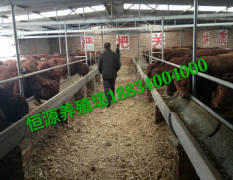 山西忻州养殖场出售，大小肉牛犊
