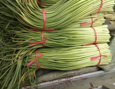 金乡县蒜苔大量上市、长度在60-70厘米