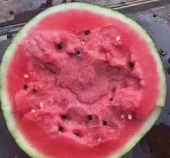 2019年河北清苑京欣价格