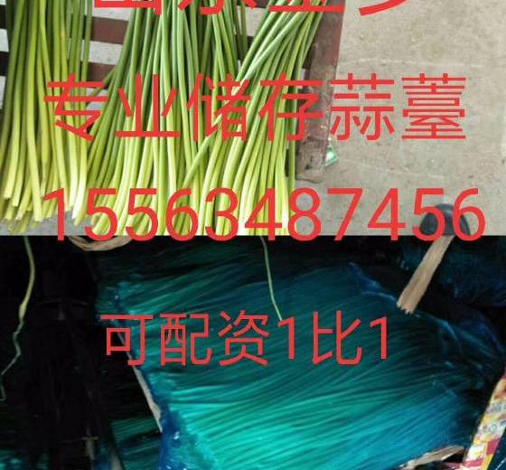 2018年山东金乡蒜薹价格
