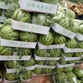 河南夏邑正宗8424西瓜无畸形