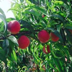 湖北宜城桃园基地的大量甜桃，油桃