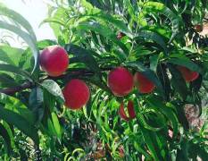 湖北宜城桃园基地的大量甜桃，油桃