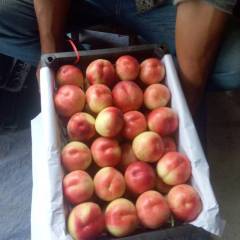 临猗冷库红富士苹果正在热销中