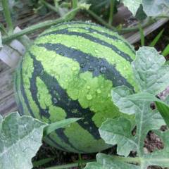 温岭人在楚雄禄丰碧城镇种植大棚美都西瓜