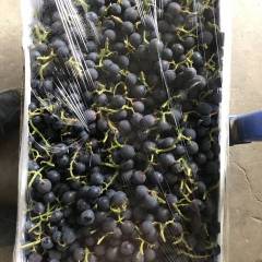 莱西市高温棚巨峰葡萄已大量上市